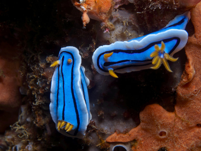 Nudibranch, Escarceo